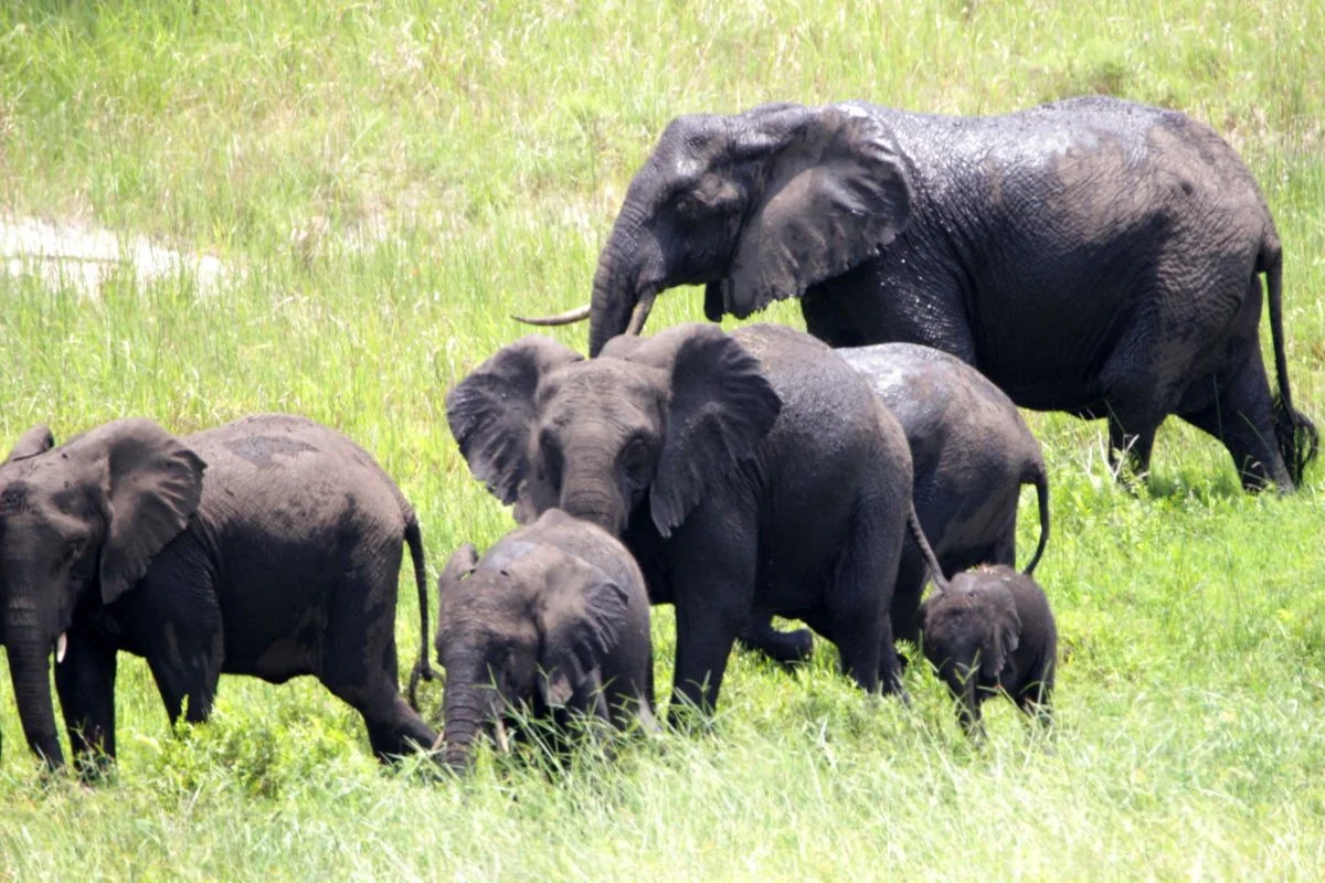 Paisagem do Parque Nacional de Maputo